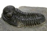 Detailed Gerastos Trilobite Fossil - Morocco #311060-2